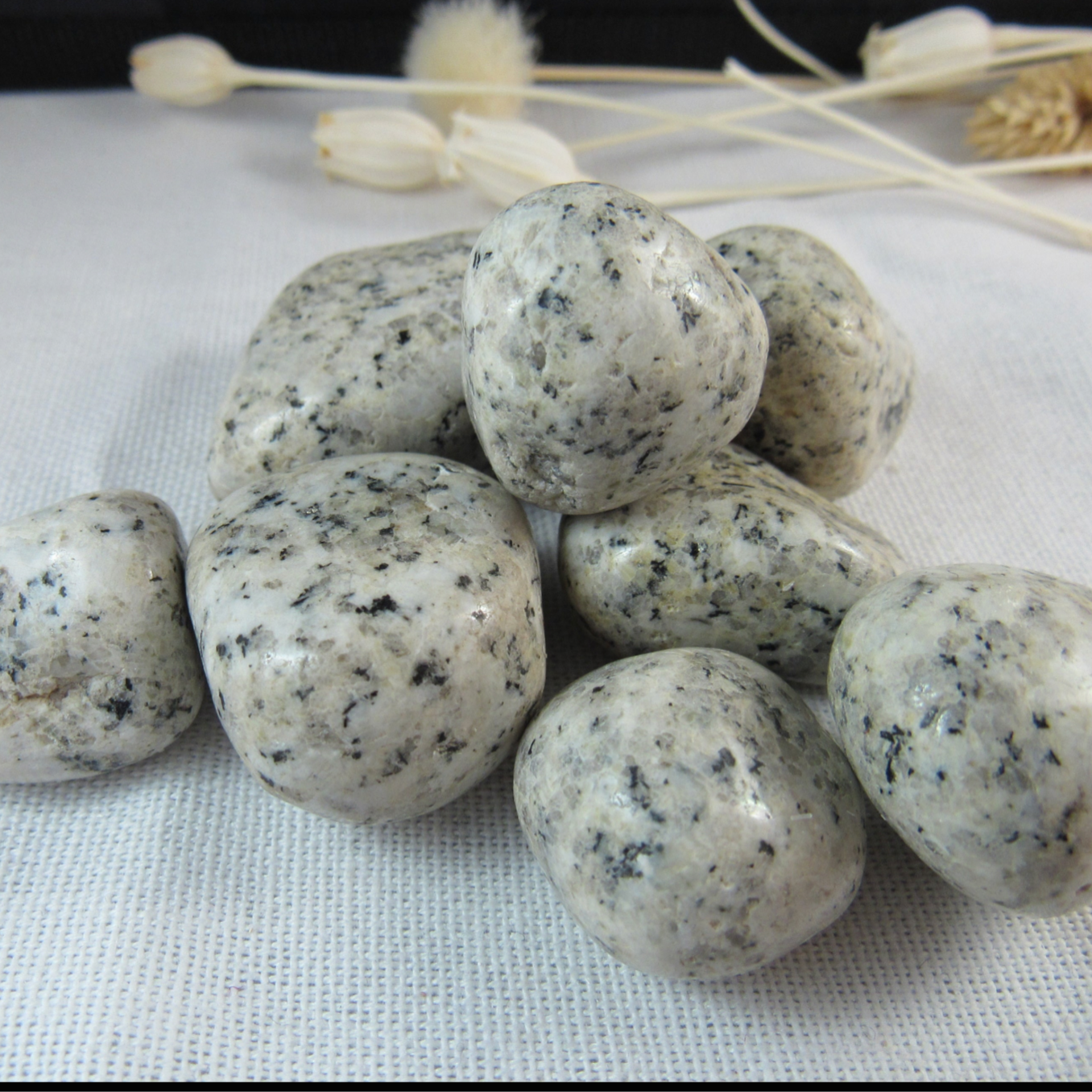 Dalmatian Jasper