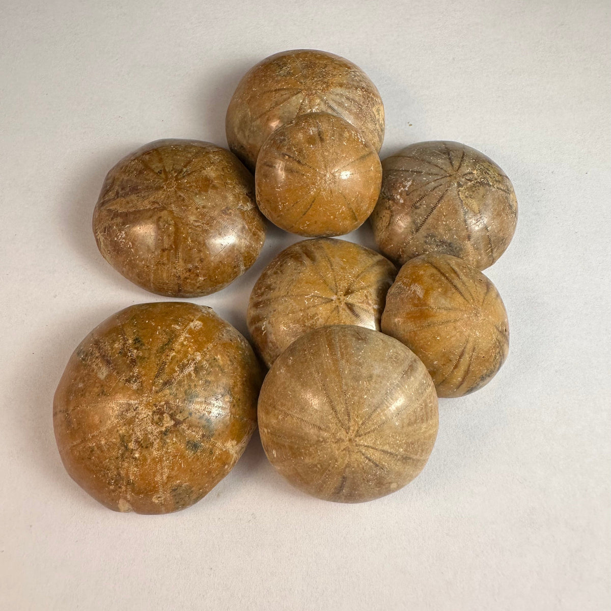 Sand Dollars