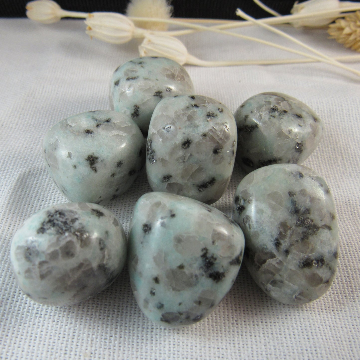 Kiwi Jasper (Sesame)