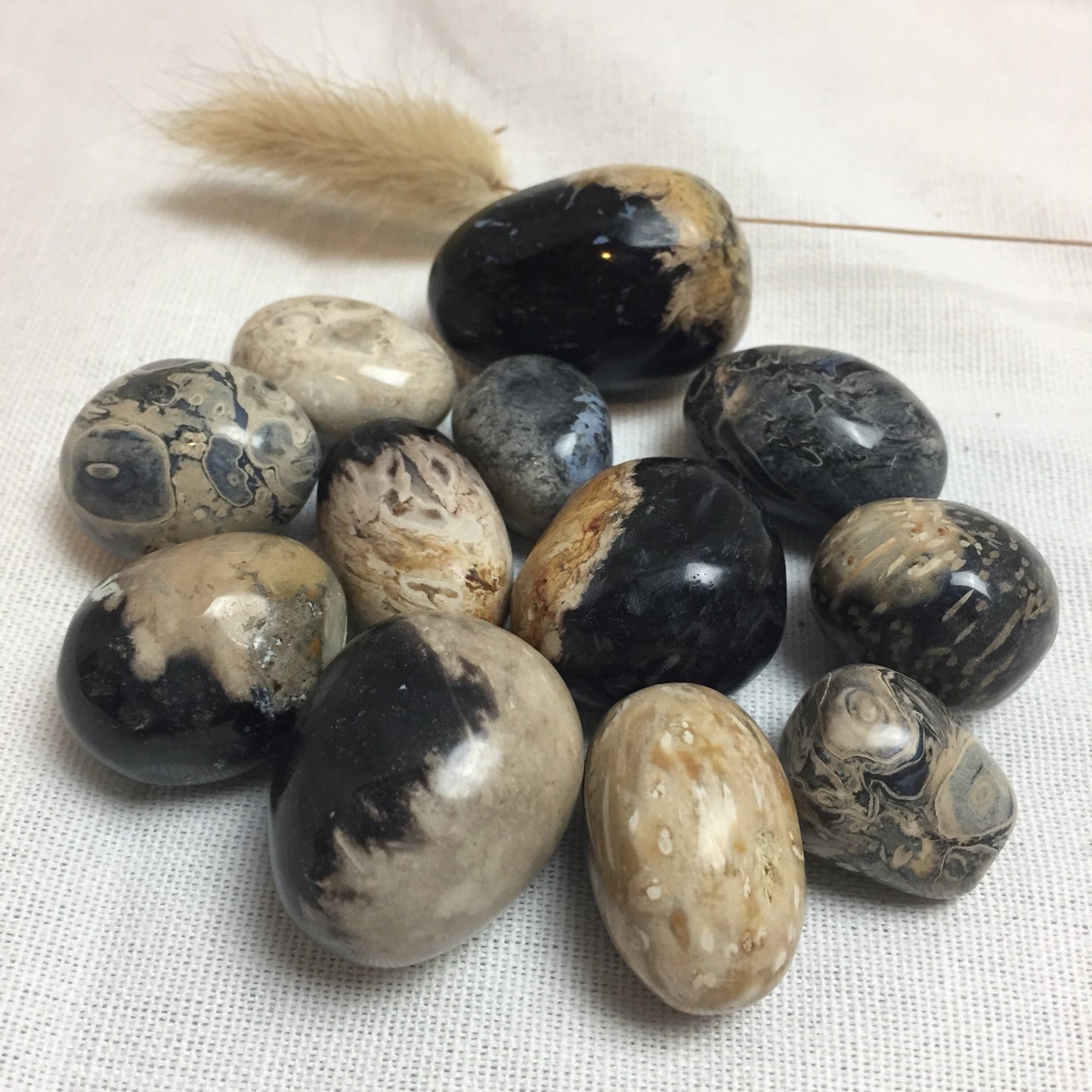 Fossilized Palm Root