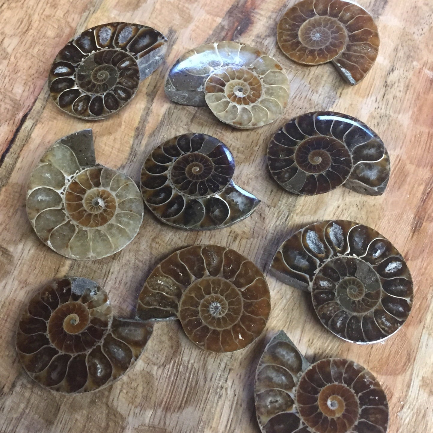 Ammonite