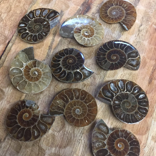 Ammonite