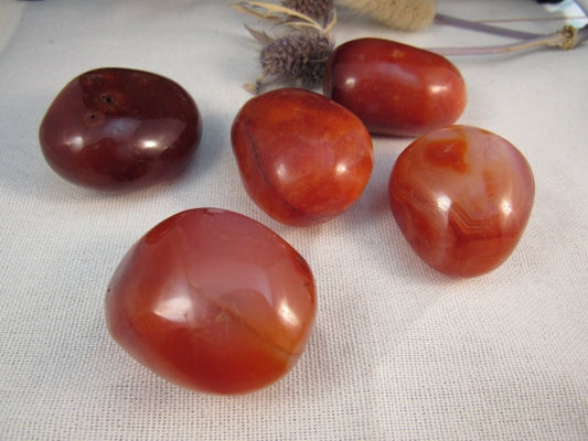 Carnelian Palm