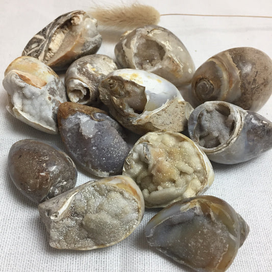 Shankh Shell (Druzy)