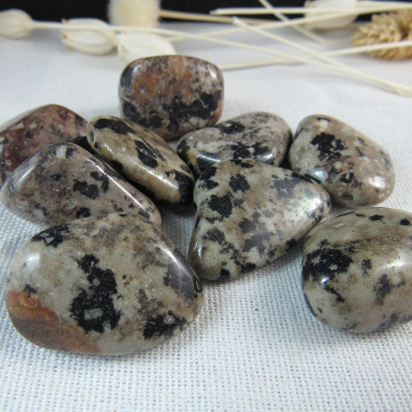 Dalmatian Jasper