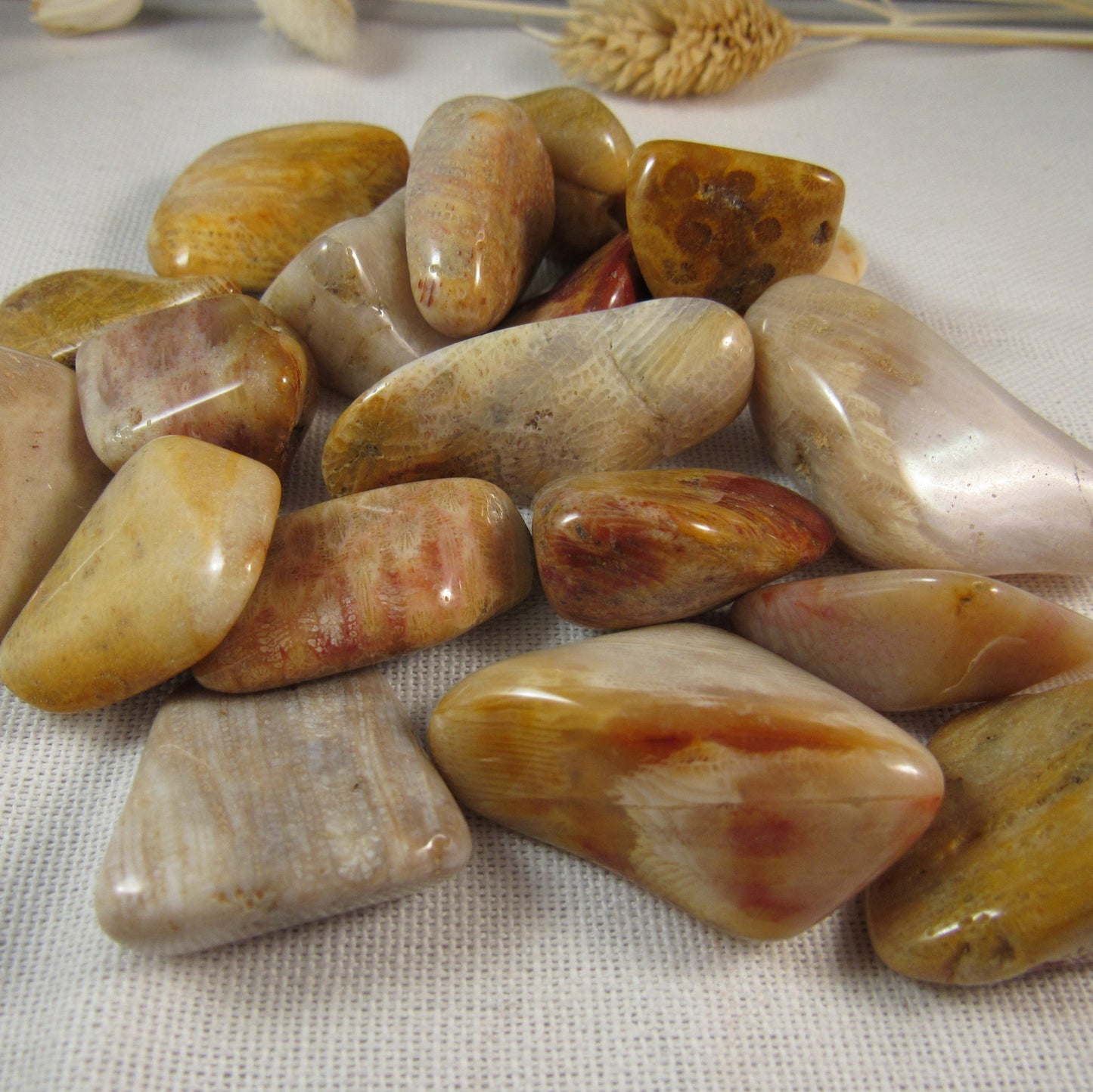 Agatized Coral (Fossilized)