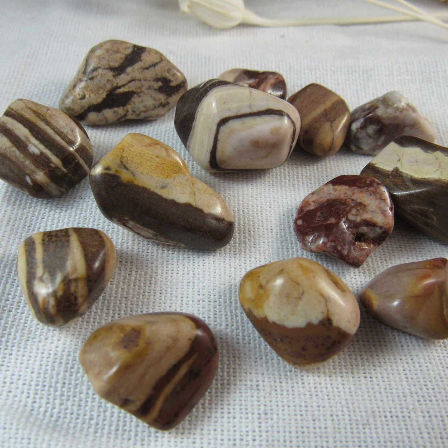 Zebra Jasper