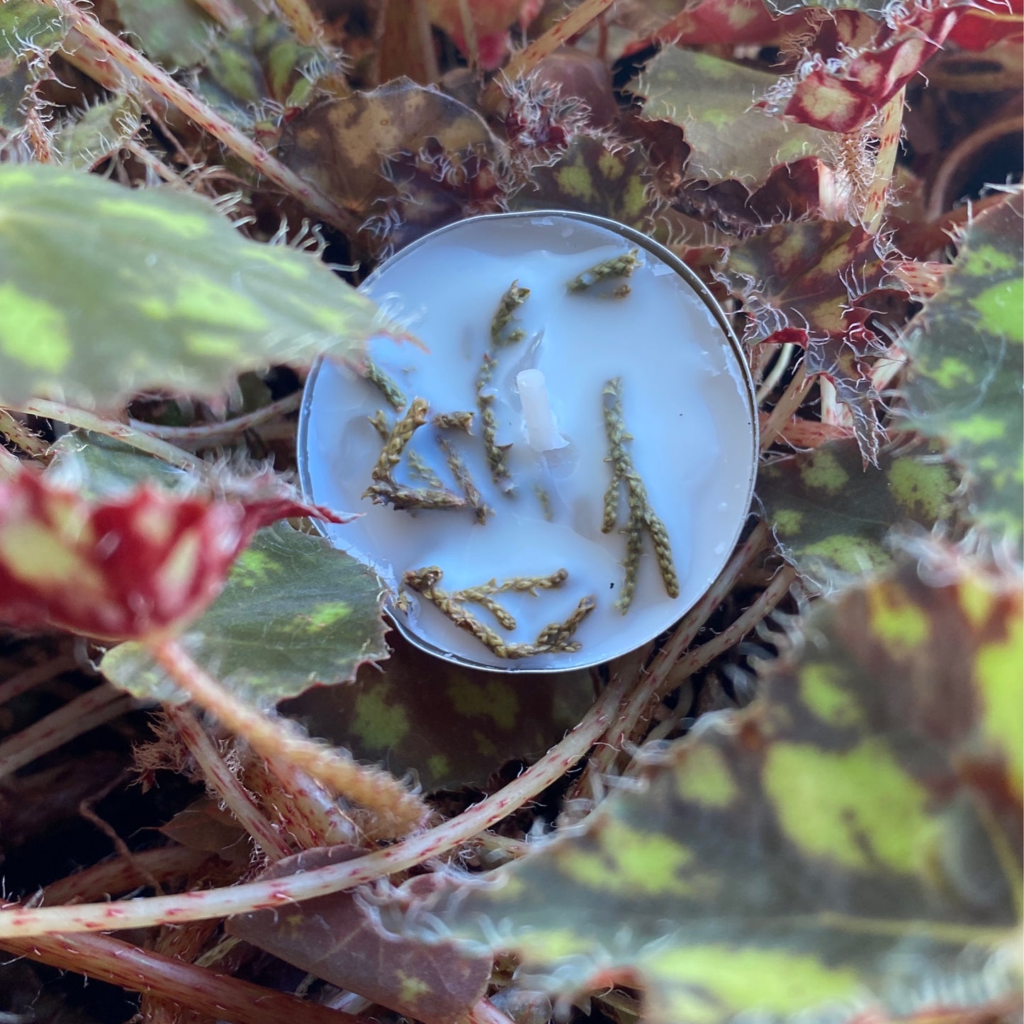 Full Moon Tea Lights Juniper