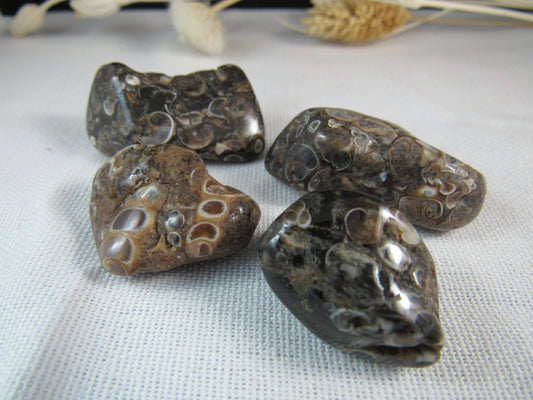 Turritella Agate