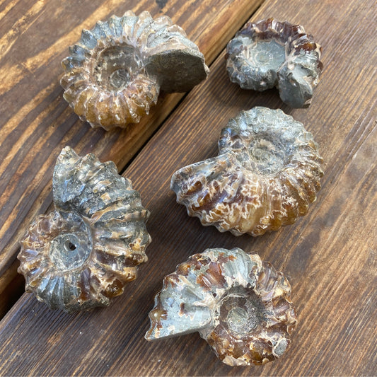 Ammonite Whole Not Polished