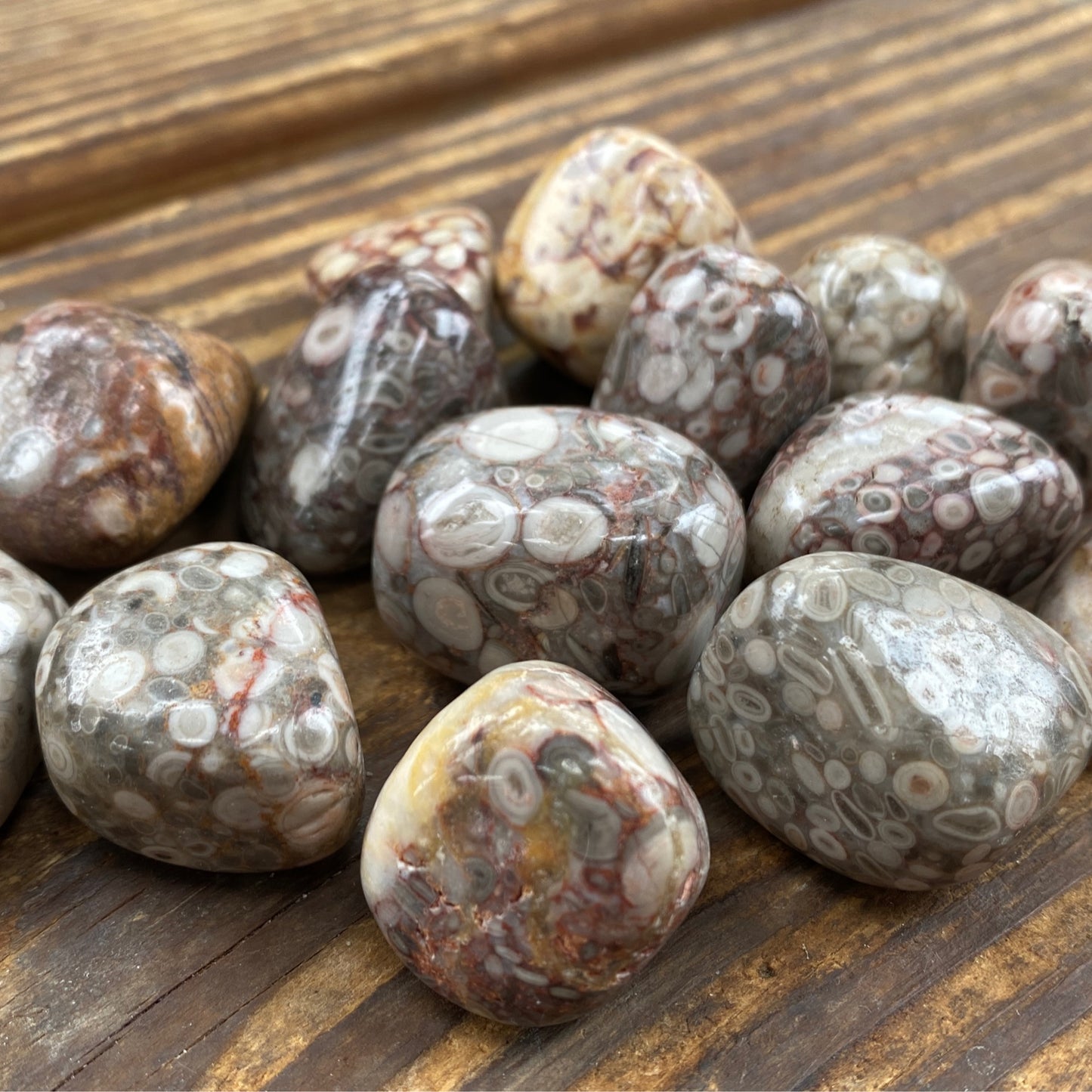 White Leopard Jasper